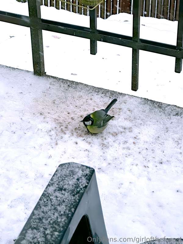 Borb 