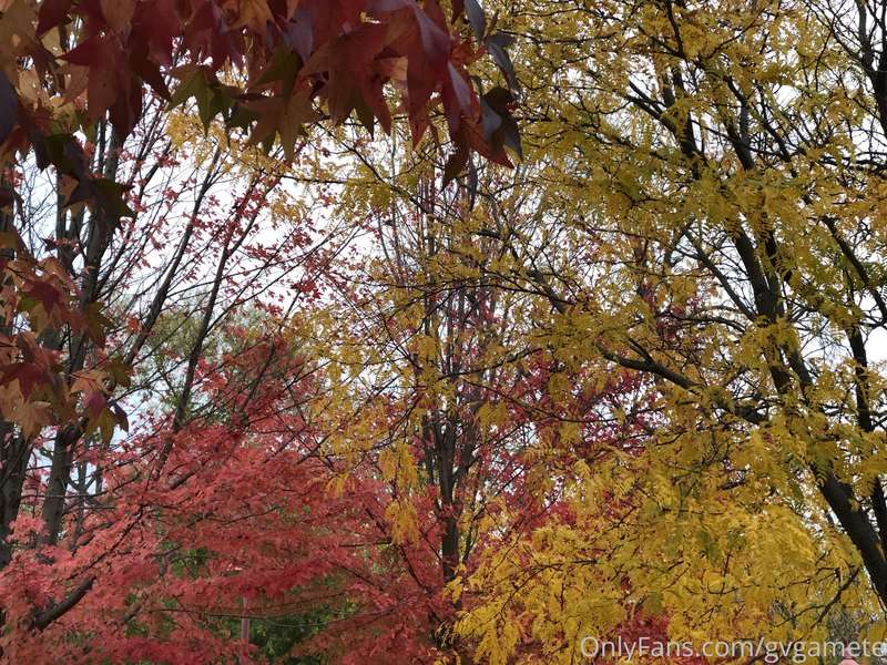 A little seasonal color from New England.