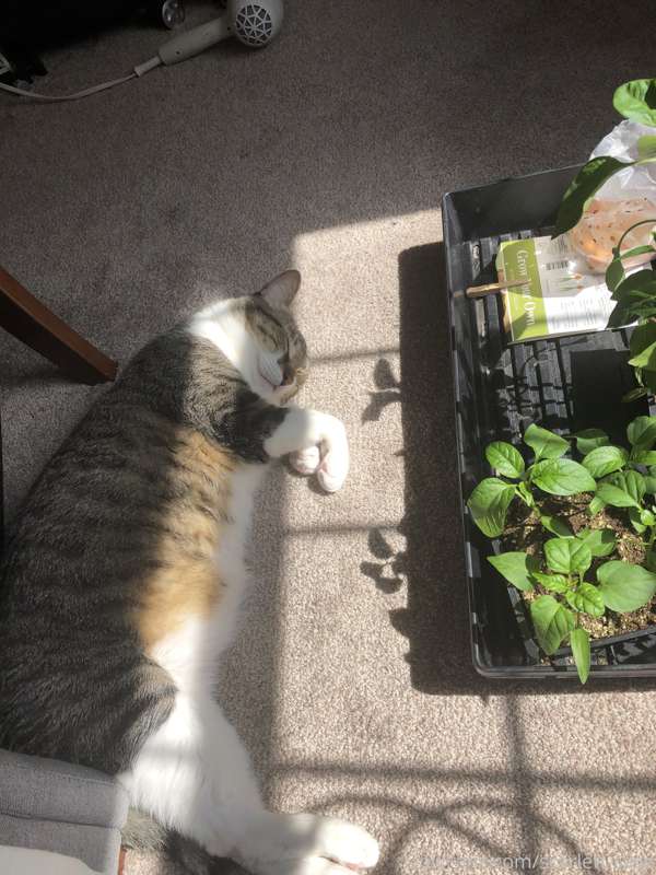 Pet appreciation post 😸  Podrick- found in a Texas dumpster,.. 1
