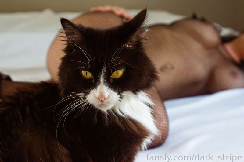 Dark_Stripe - Fansly - 14 Aug, 2023 4