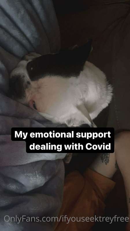 I’m dying with Covid but my dog is my emotional support for ..