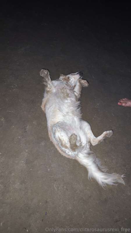 My pookie girl and I had a camping night once again. This ti..