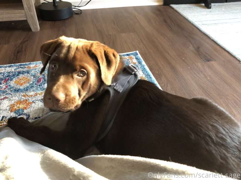 Look at this face. How do you say no to this face? This choc.. 2
