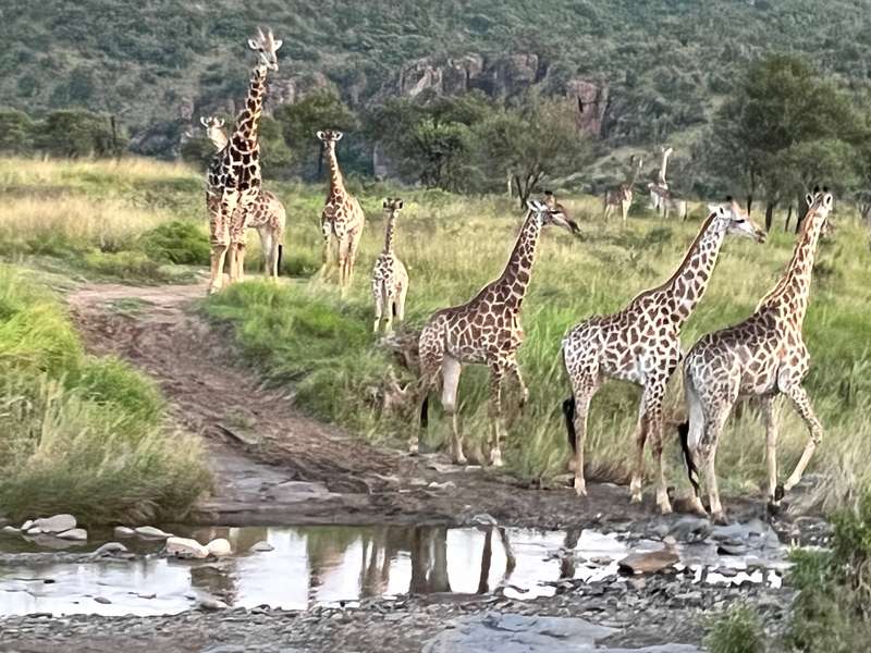 Sorry about the silence. Went on a safari. Signal is terribl..