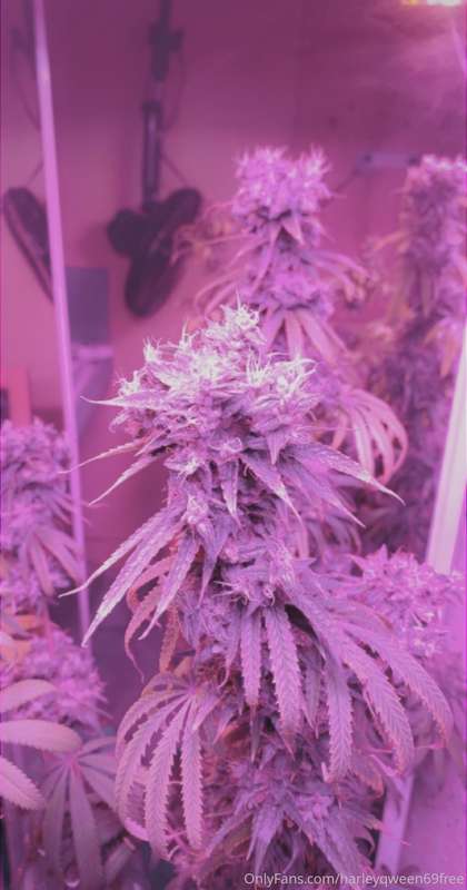 Look at those big buds 3