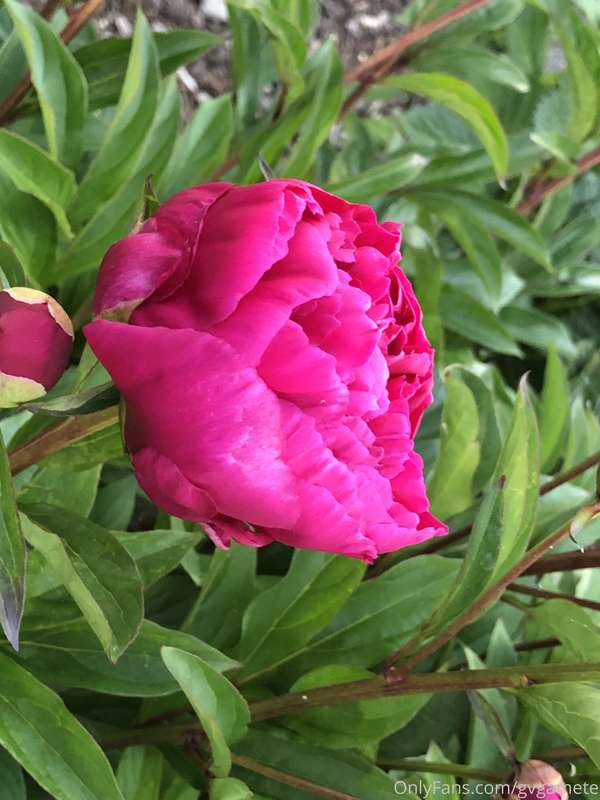 Peony
