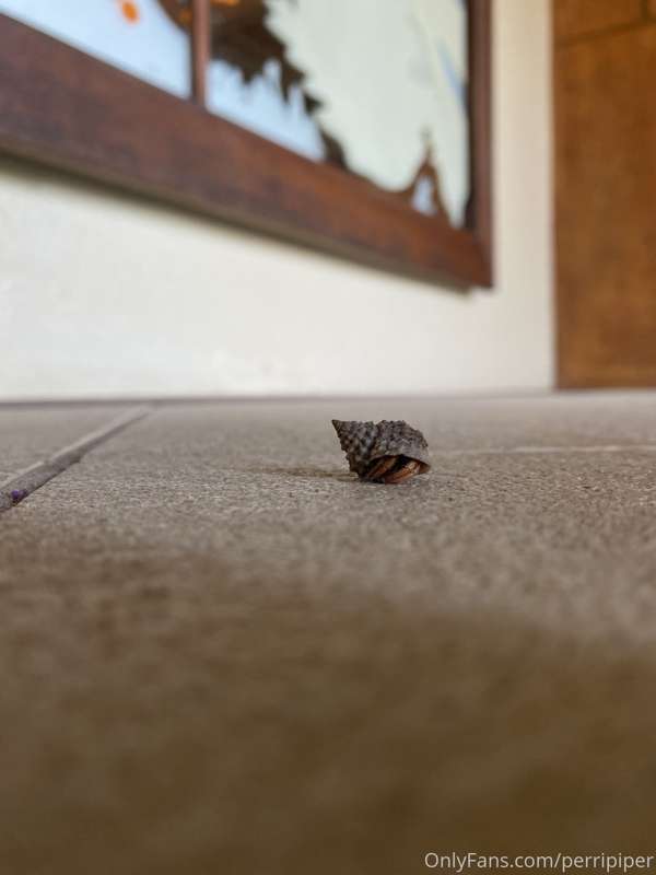 Look! It’s the tiniest hermit crab ever! 🥺🥰