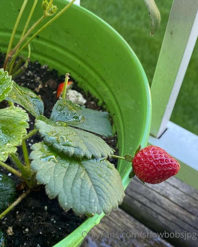 🚨WHOLESOME PLANT UPDATE WITH GREENHOUSE BATHROOM BOOB PIX AT..