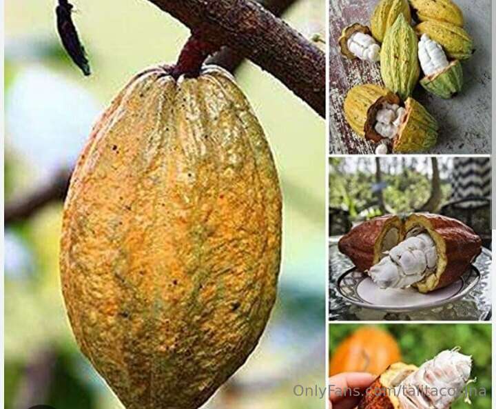 Cacao, Amado Árbol de los Dioses 7