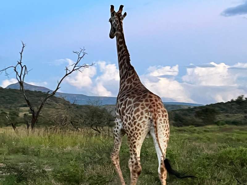 Sorry about the silence. Went on a safari. Signal is terribl.. 2