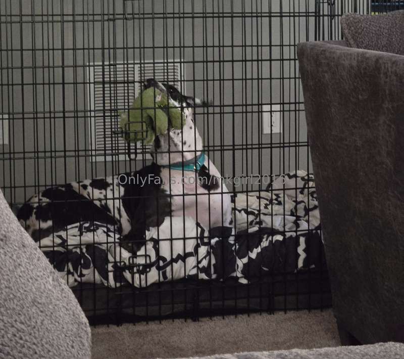 The look she gives me when I tell her to stop eating her toy..