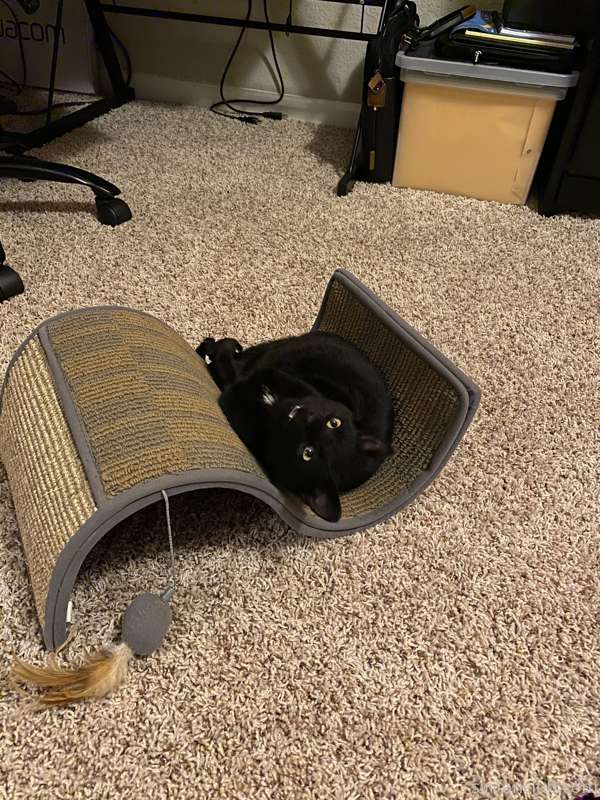 Non-sexual update: I got a kitten today! Georgia Binx has a ..