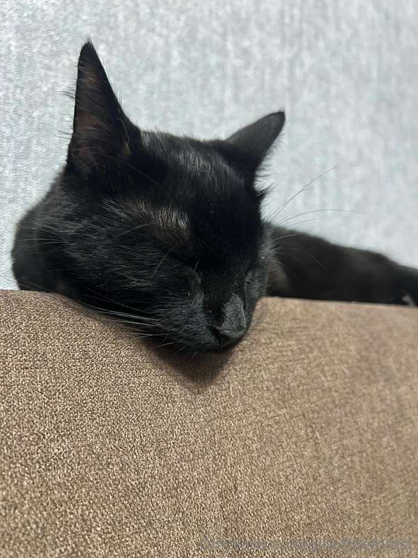 The cat was fine yesterday, he just has cystitis. And he’s n.. 6