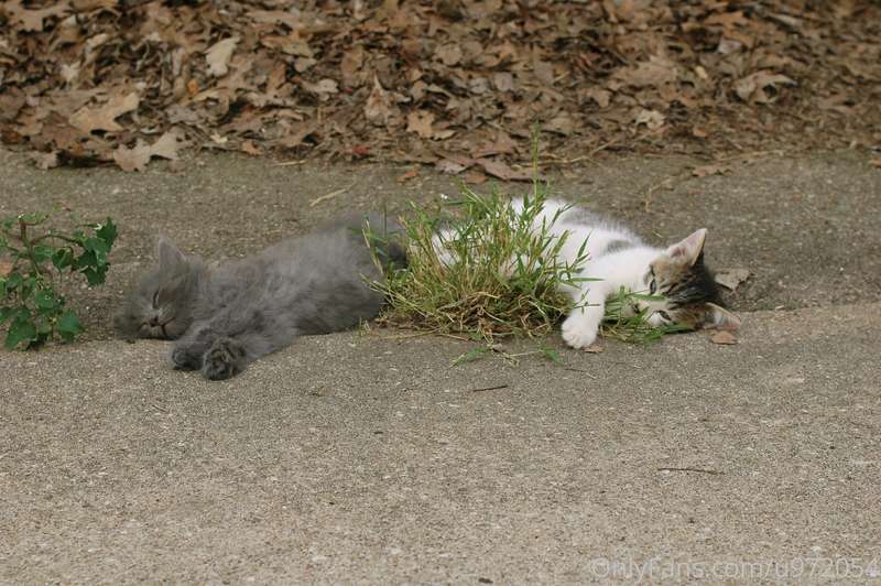 Last summer, a Momma cat gave birth to her kittens in one of..