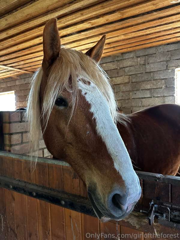 My friends, horses! I absolutely adore horses, even though l.. 8