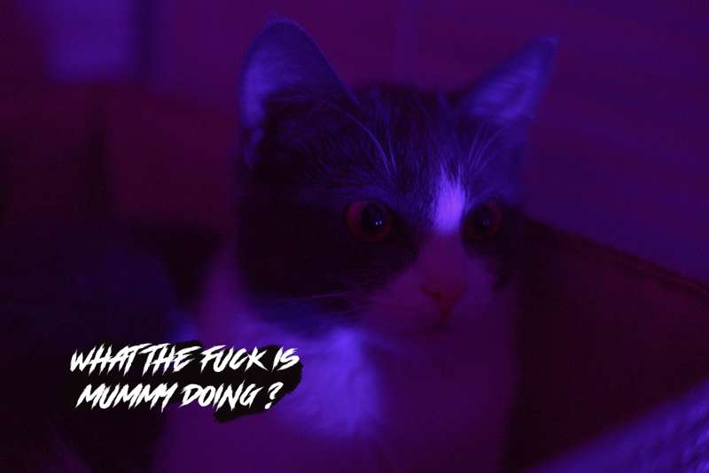 Little_Emo_Kitten - Fansly - 29 Aug, 2021 18