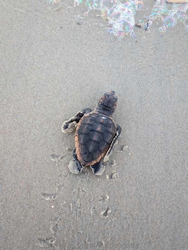 Life is so sweet🍑I also love saving lil animals🥹I found a di.. 9