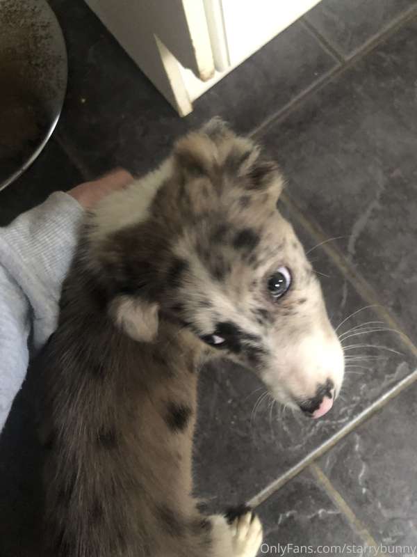 I got a puppy! I know this is not related at all to my usual.. 5