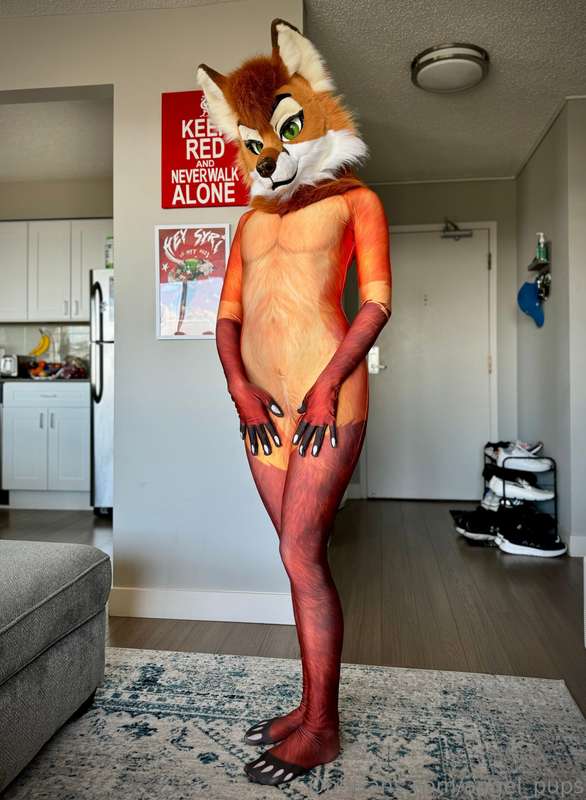 Petsuit finally arrived 🦊
