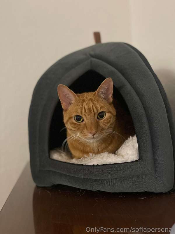 My cat’s all tucked in her cozy lil hideout like she pays re..