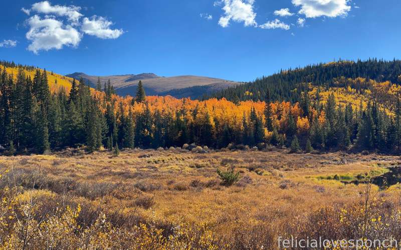 Felicialovesponch - Fansly - 08 Oct, 2024 3