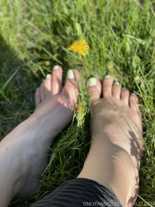 Dandelion 2