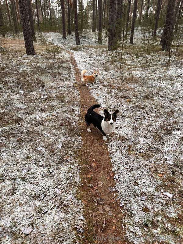 Went for a walk with the dogs today and found some awesome s.. 3