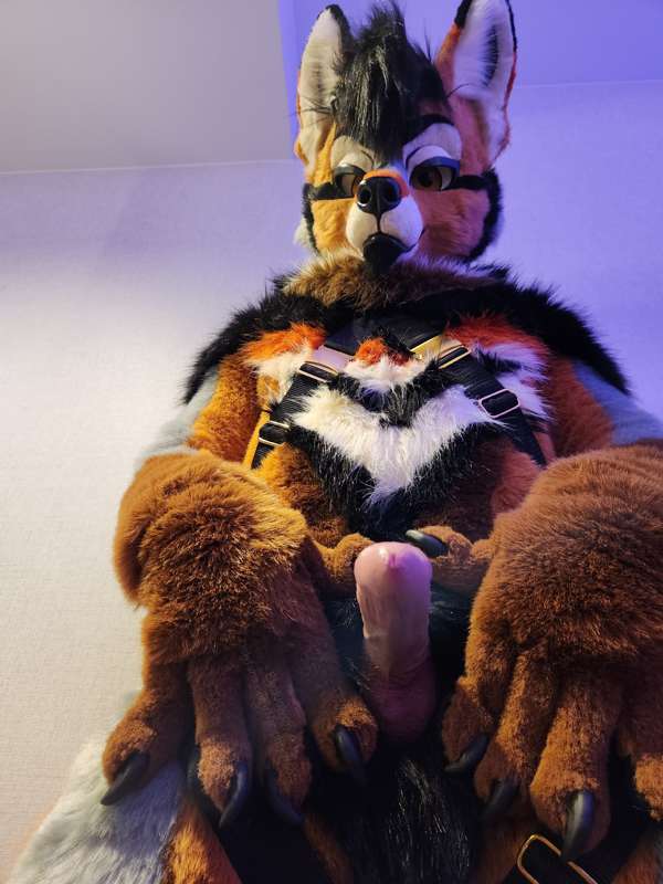 Rogue harness pictures, part 2!  🤎🧡🖤 5