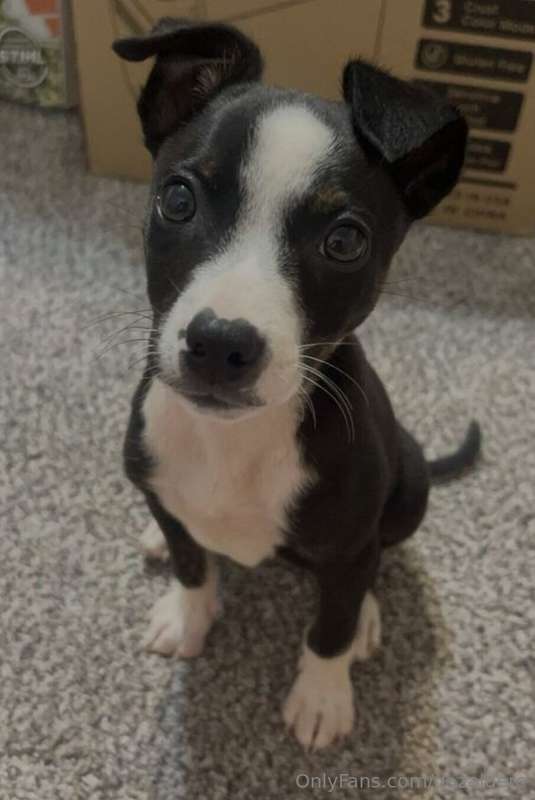Feel free to donate to this Lil guy, will go towards his foo..