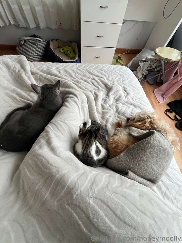 pets... pets everywhere!!! 💕💕💕💕💕 just a word of warning: you.. 3