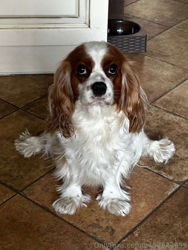 Please pray for my dog. She’s fine, she’s just very ugly😭😭😭