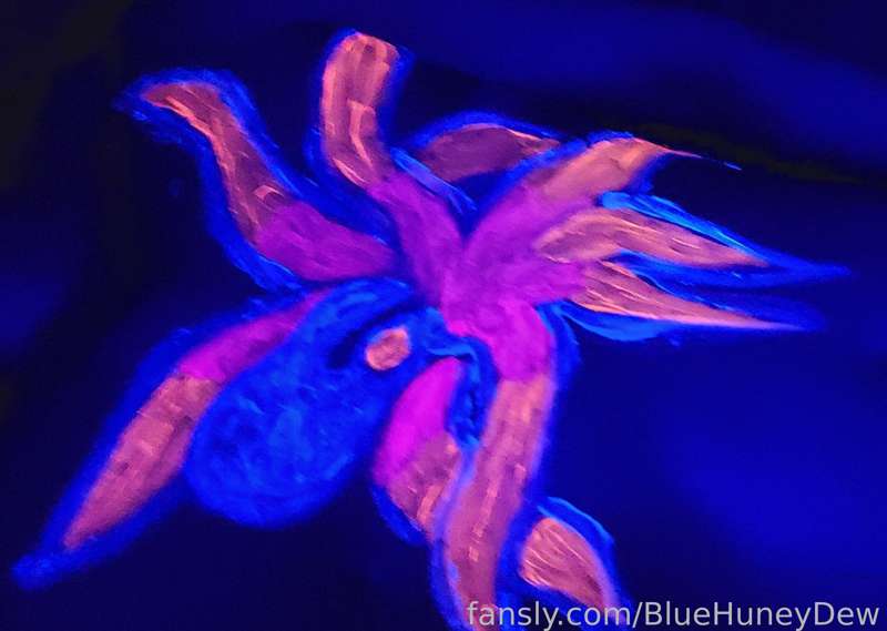 Bluehuneydew - Fansly - 28 Jun, 2022
