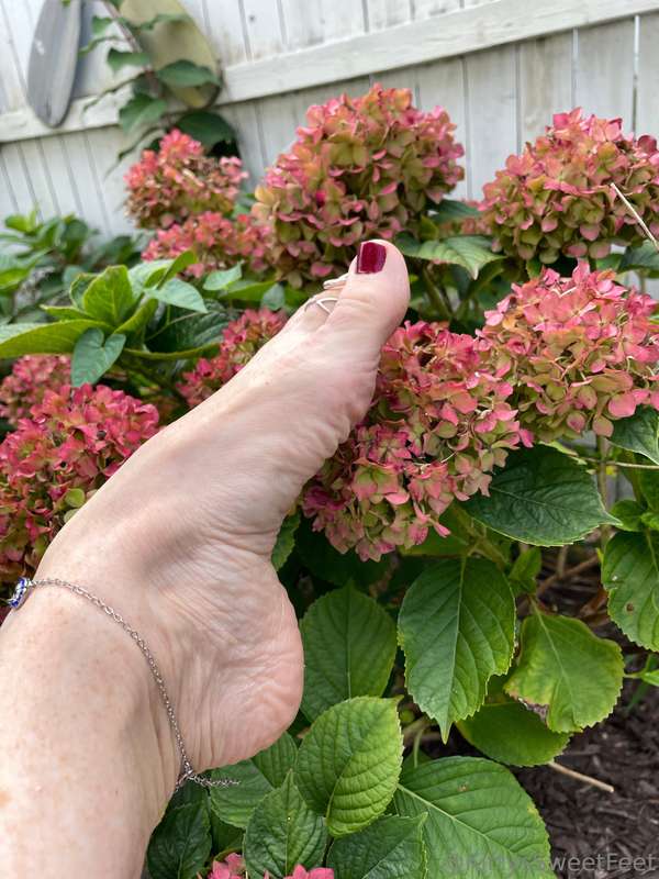 In early fall’s tender bloom, my garden whispers truths— To .. 4