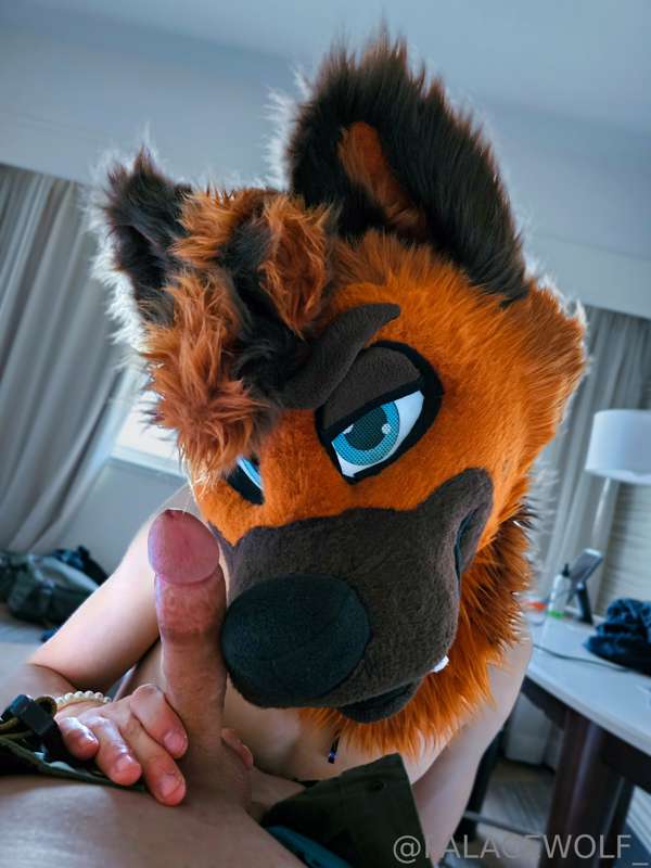 This shep really seems to like his treat~😏