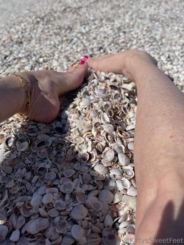 I love all these tiny little shells on the beach.  8