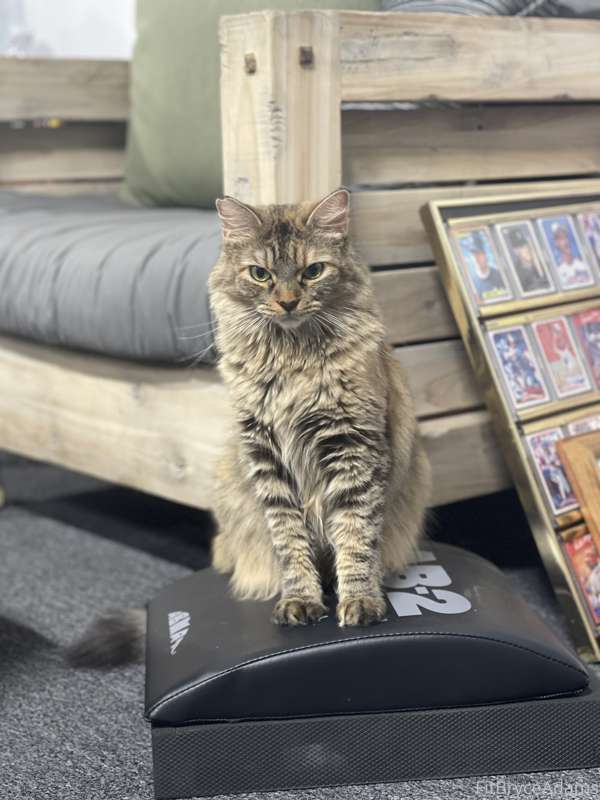LB on some of my gym equipment! You know my kitties have my ..