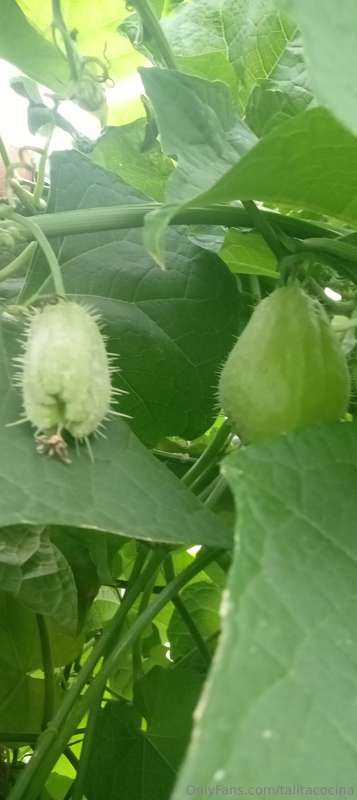 Aloha Amig@! Cómo estás? Conocés la papa del aire ?👩‍🍳🌱💚Maña.. 9