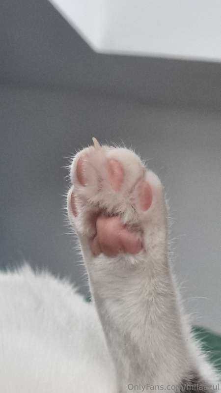 High five from Julius ☻️😸 2