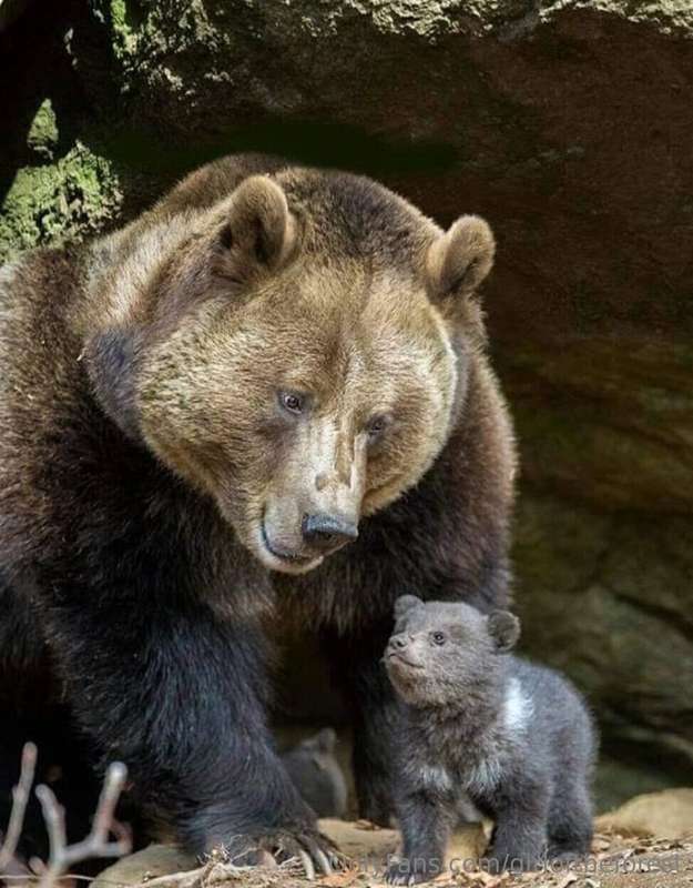 My sweet little buns, my sexy teddy bears, I’m still alive a.. 8