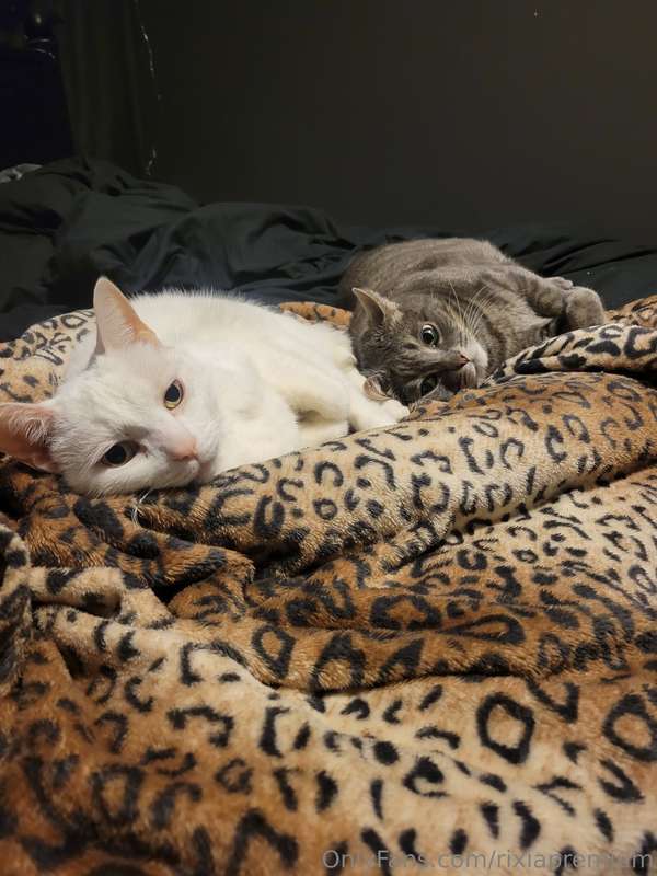 Hey guys so today I had to take my sweet senior cat Diablo t..