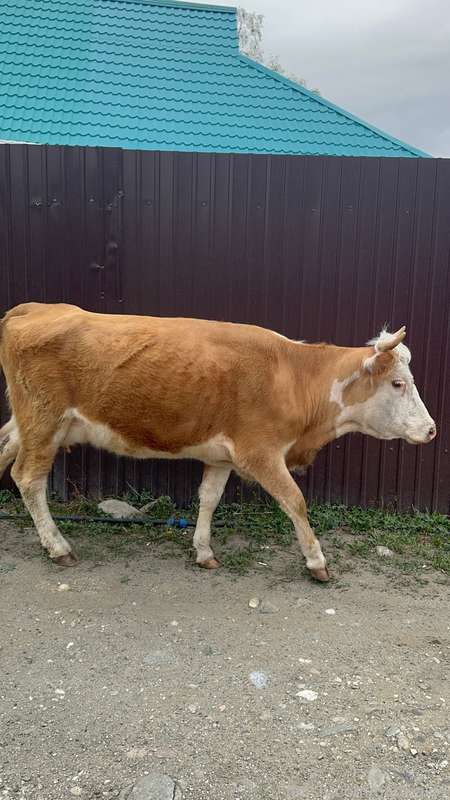 Barmales - Fansly - 10 Jun, 2024 19