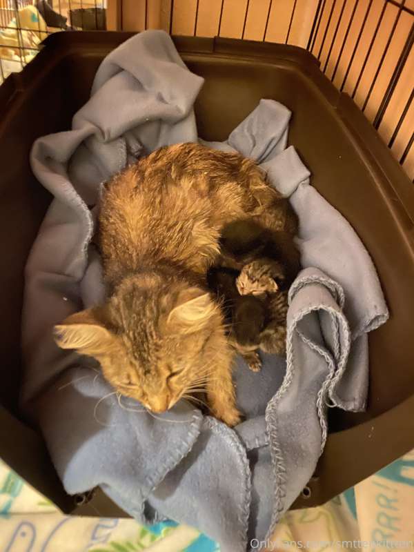 So for those that didn’t see, I am fostering a family of cat.. 1