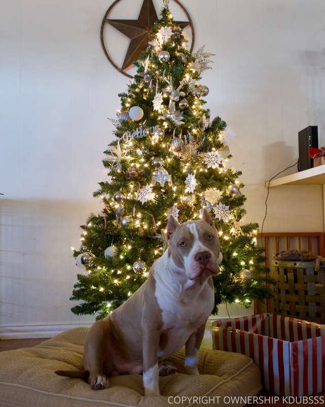 Merry Christmas from Bambi🎁Diesel 🎁 Mya 🎁 1