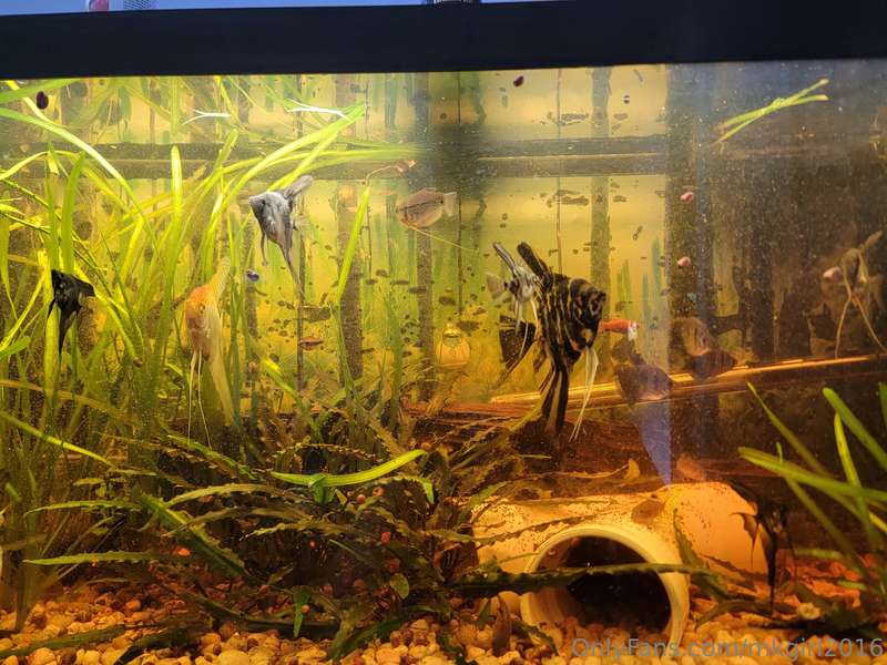 Thought I'd share one of my hobbies; I've been keeping fish .. 1