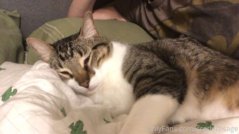 Pet appreciation post 😸  Podrick- found in a Texas dumpster,.. 2