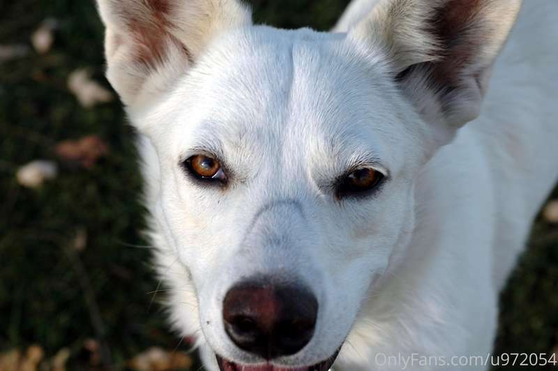 This was Missy. She was just the best dog ever. She and I we..