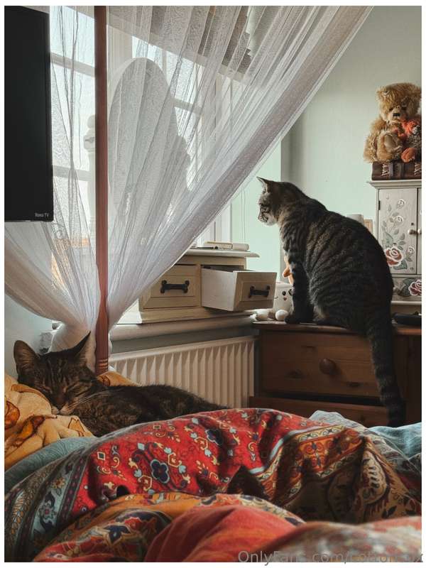 Sad Post Warning, cat diedLoving someone or something is dan.. 12