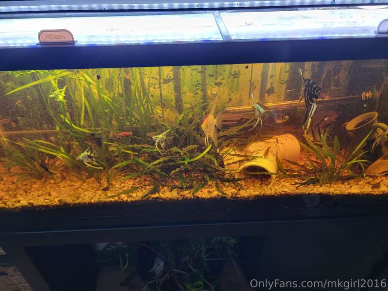 Thought I'd share one of my hobbies; I've been keeping fish ..