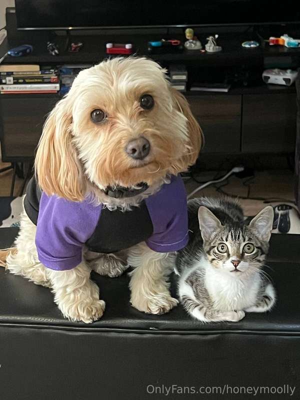 pets... pets everywhere!!! 💕💕💕💕💕 just a word of warning: you.. 2