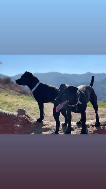 **My adorable doggos!** 🐶🐶
If you're a dog lover (and a puss..